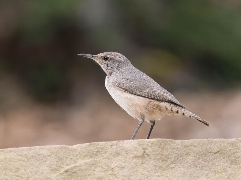 Rock Wren