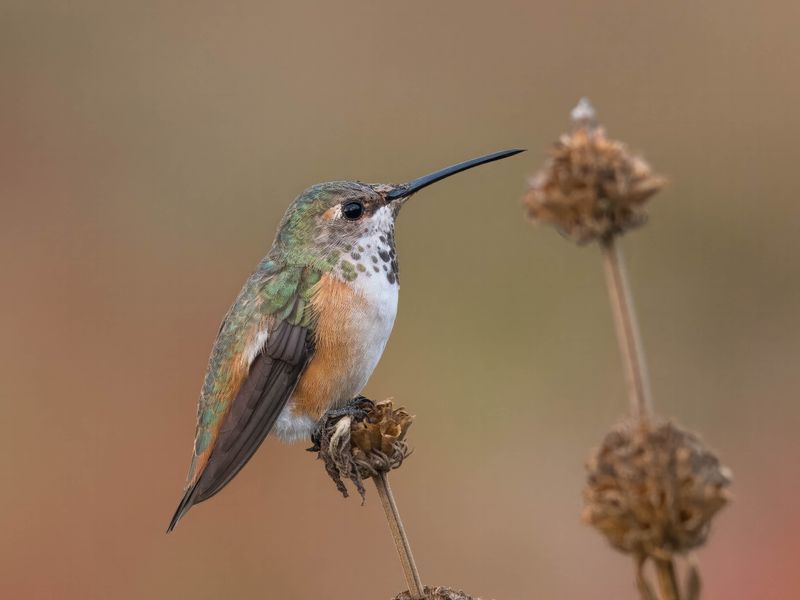Allen's Hummingbird