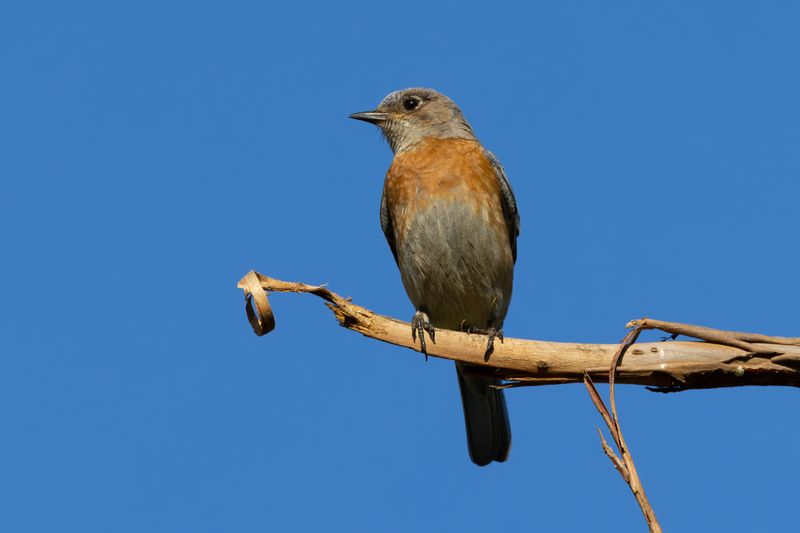 Western bluebird