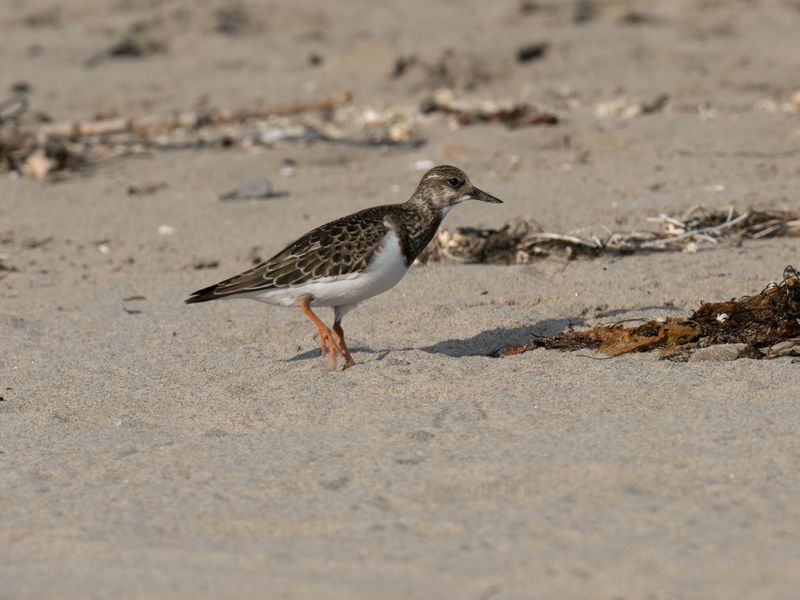 Ruddy turnstone