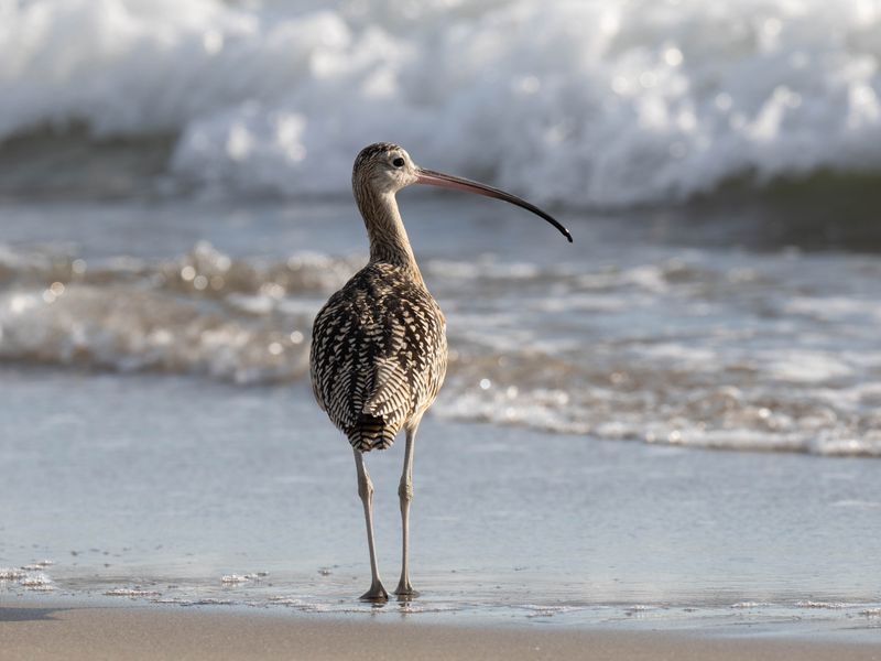 Long billed curlew