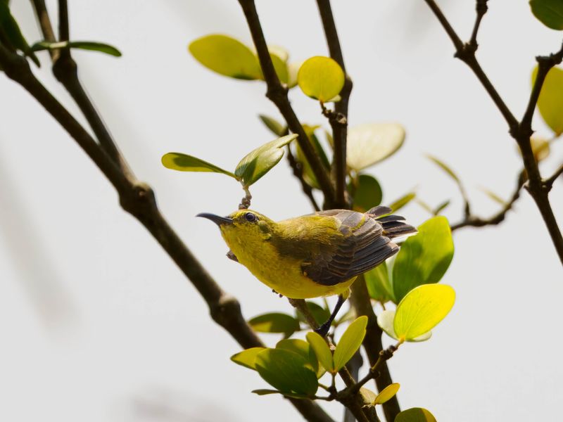 Brown-throated sunbird