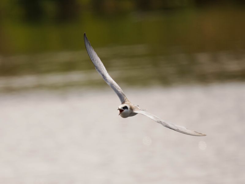 Forster's Tern