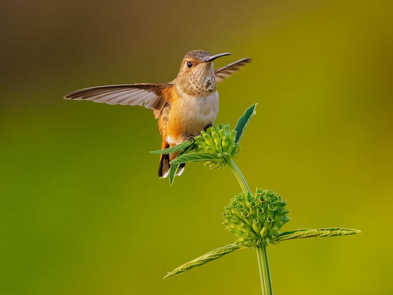 Allen's Hummingbird