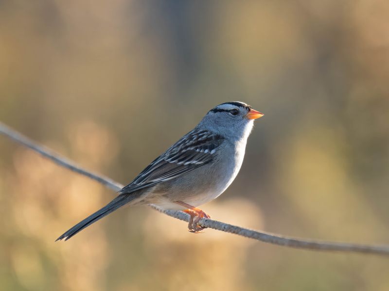 White crowned sparrow