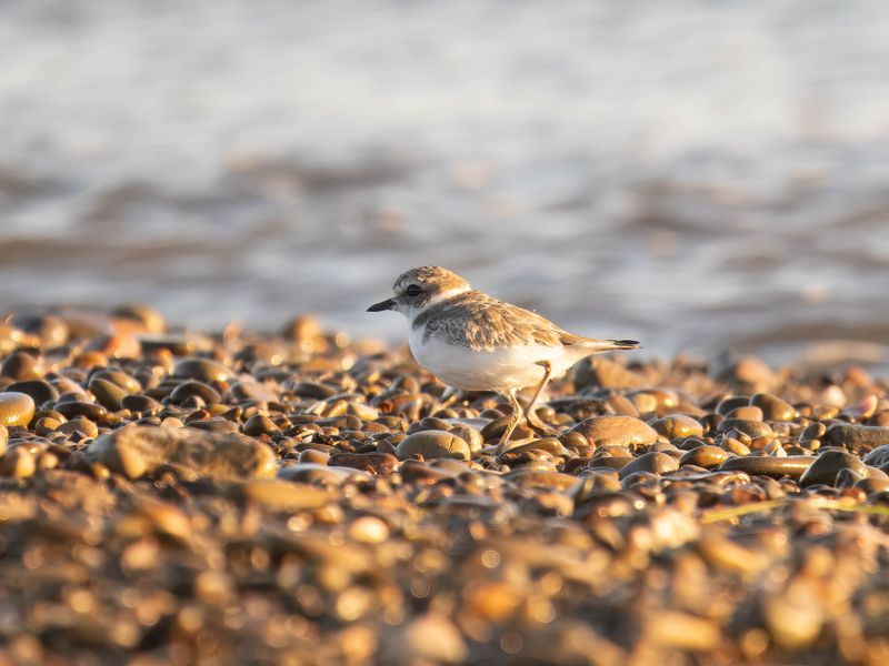 Snowy plover