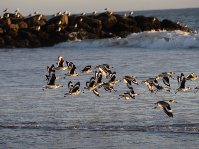 Flight of the Willets