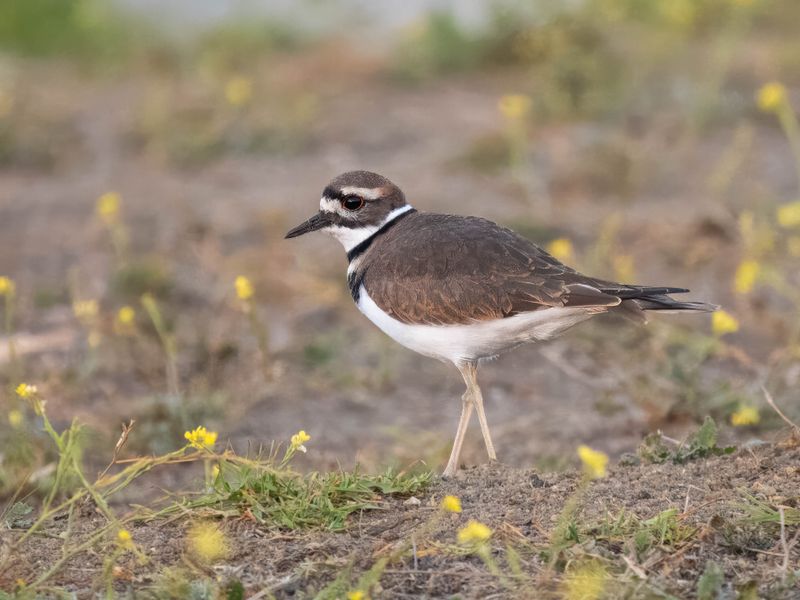 Killdeer