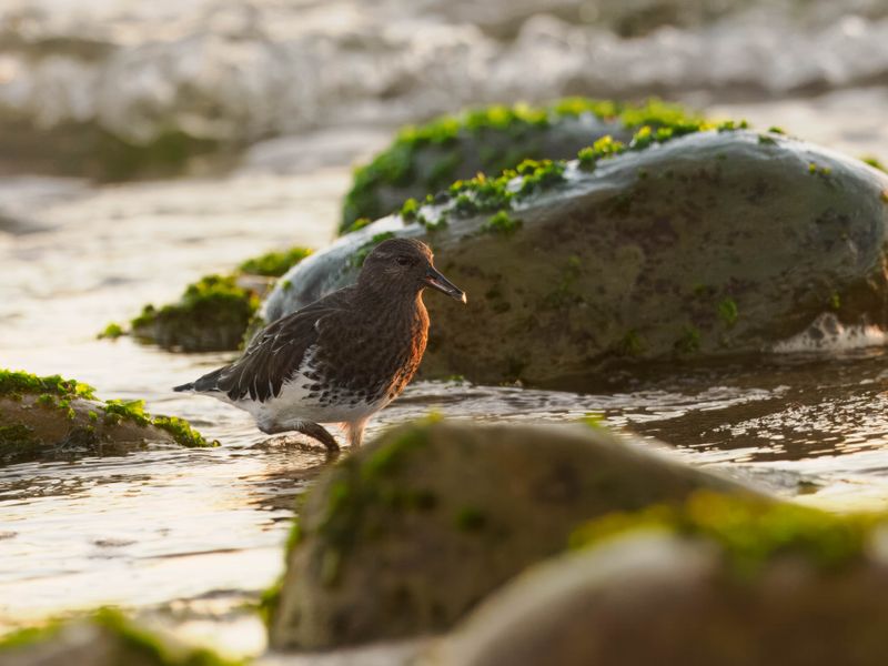 Black turnstone