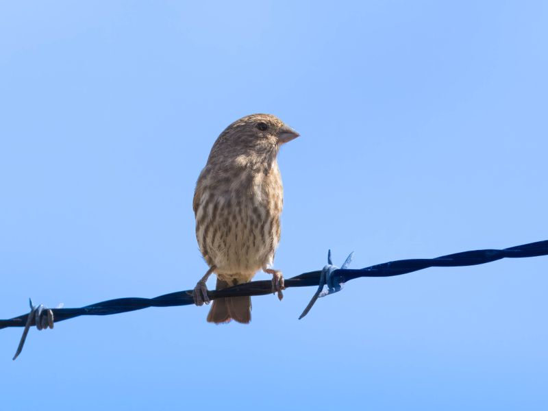 Savannah sparrow
