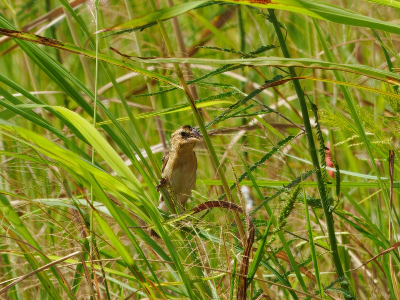 Scaly-breasted Munia