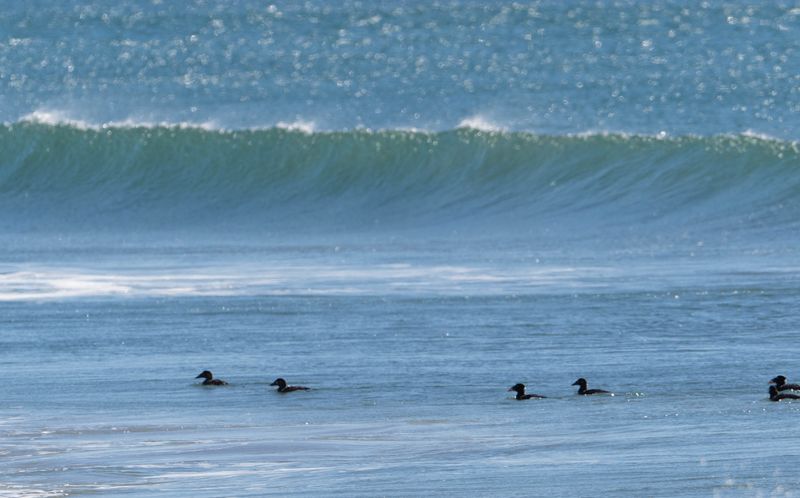 Surf scoters in wave