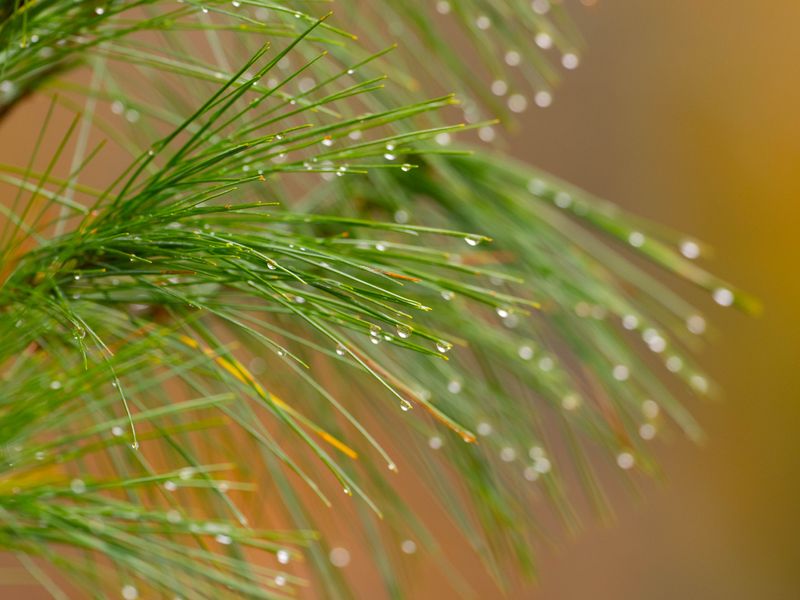 Maine Pines