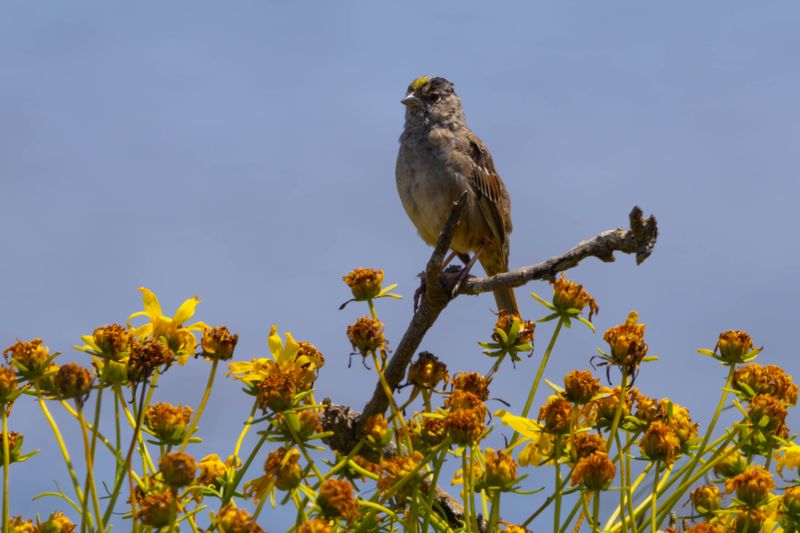 Golden crowned sparrow