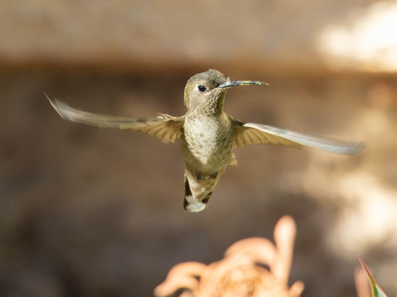 Anna's Hummingbird 