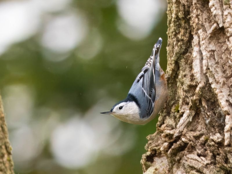White-breasted nuthatch