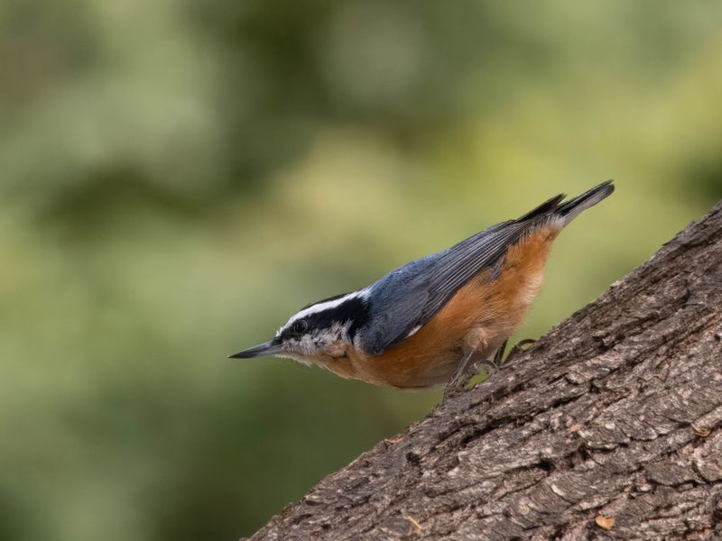 Red-breasted Nuthatch