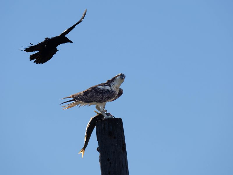 Osprey and uninvited guest