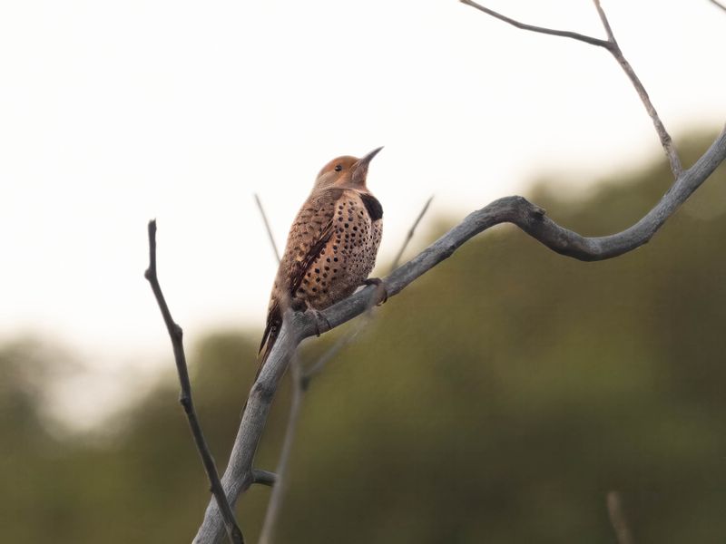 Norther flicker