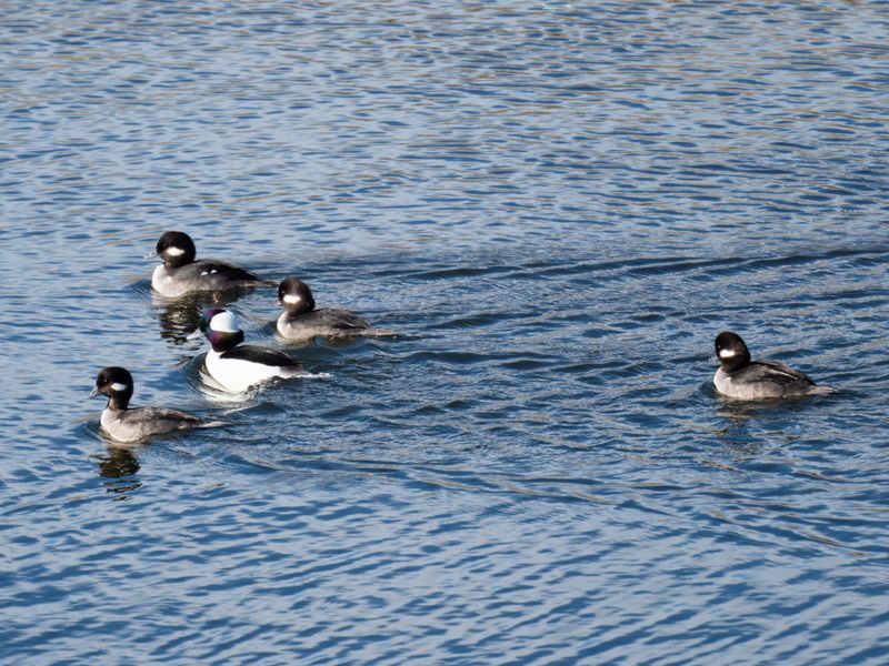 Bufflehead and chicks