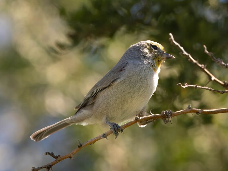 Verdin