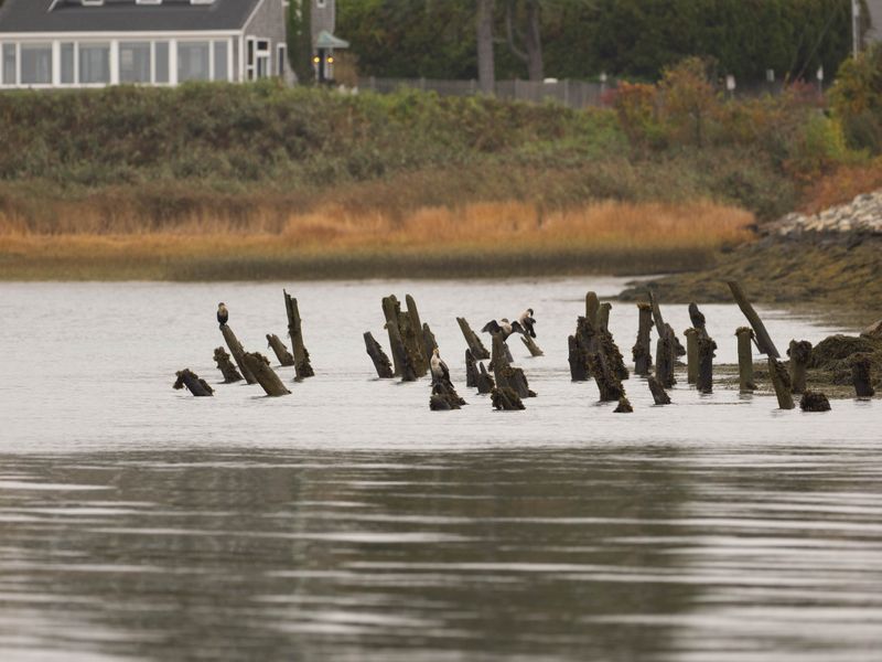 Cormorants on old pier remnants, Maine 