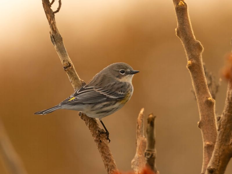 yellow-rumped warbler