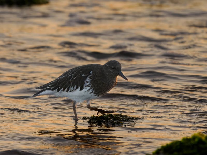 black turnstone