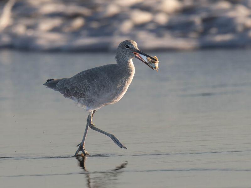 willet with shell