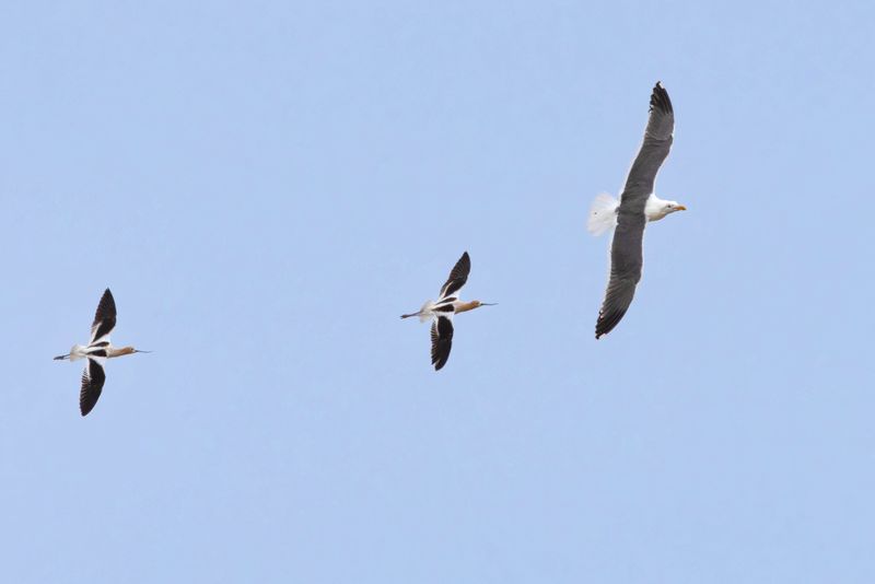 avocets chase