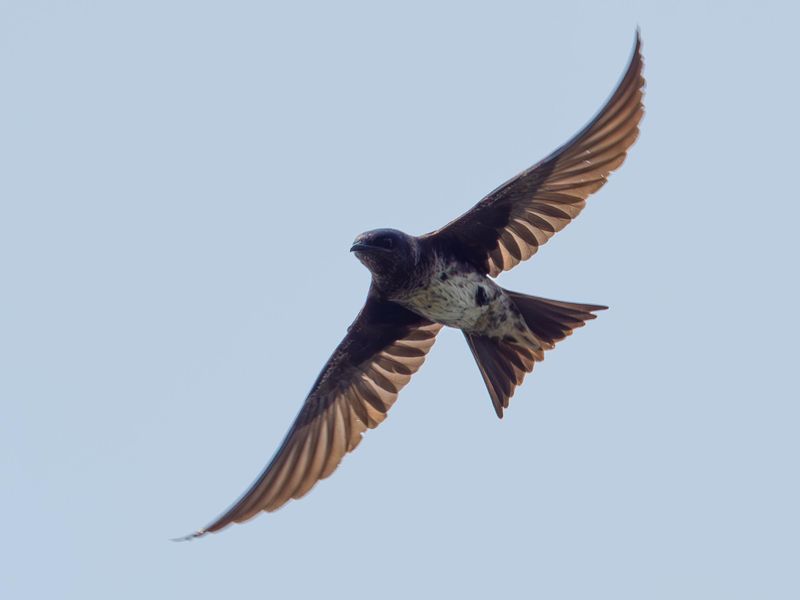 purple martin 