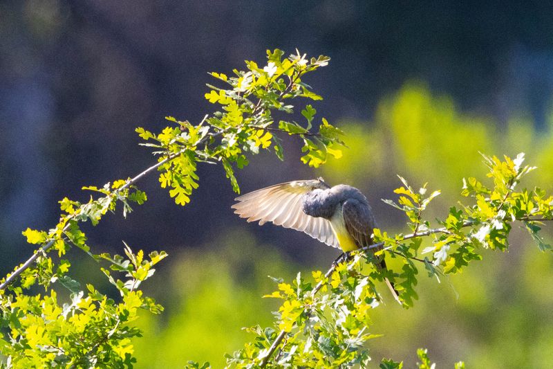 pruning western kingbird