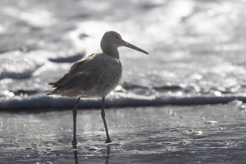 willet