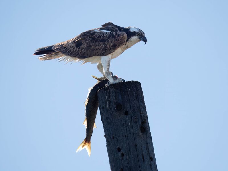 Osprey hunting