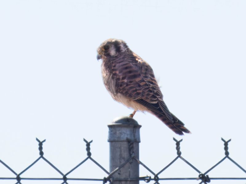 American Kestrel