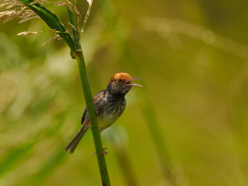 Cambodian tailorbird