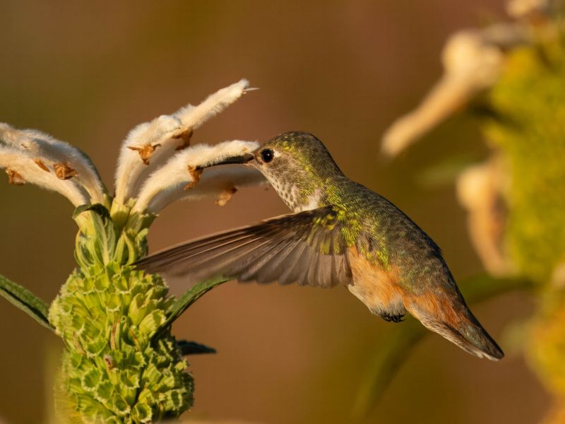 Allen's Hummingbird 