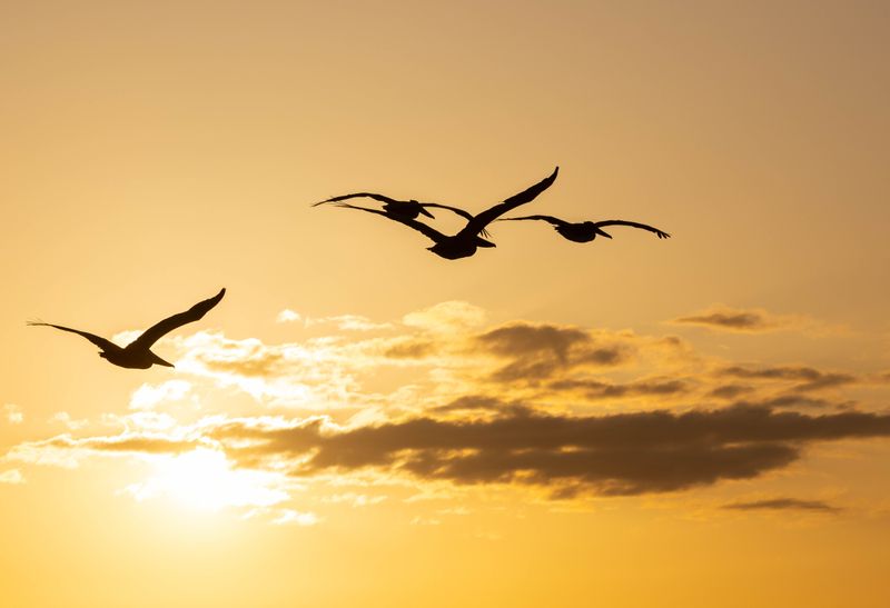 brown pelicans in sunset