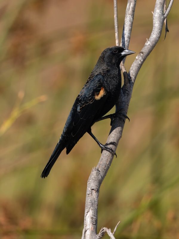 red-winged blackbird 