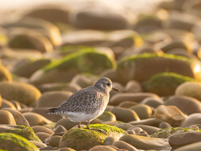 Black-bellied plover