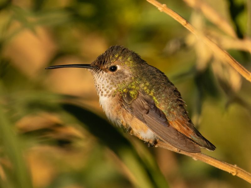 Allen's Hummingbird