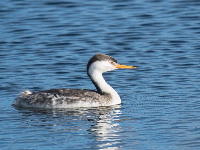 Clark's Grebe