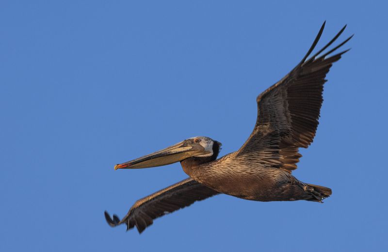 brown pelican