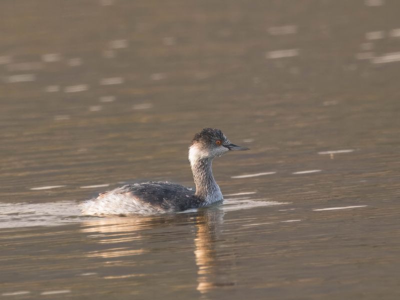 eared grebe