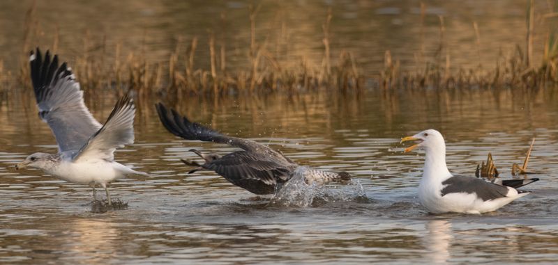 chasing gulls