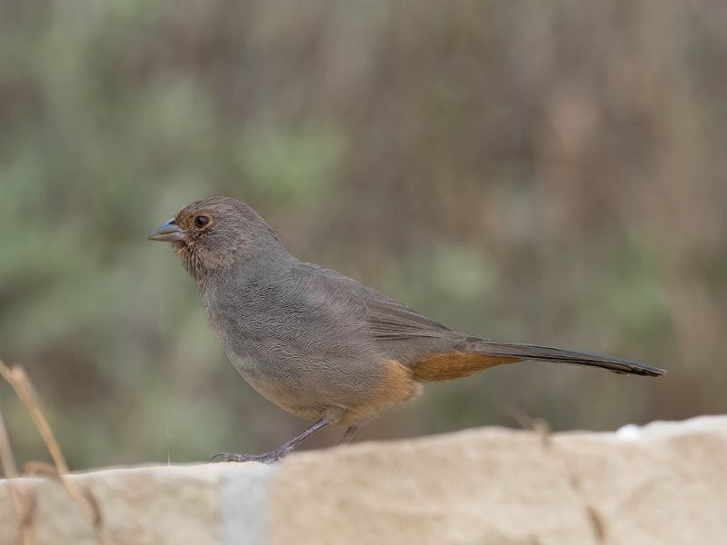 California Towhee