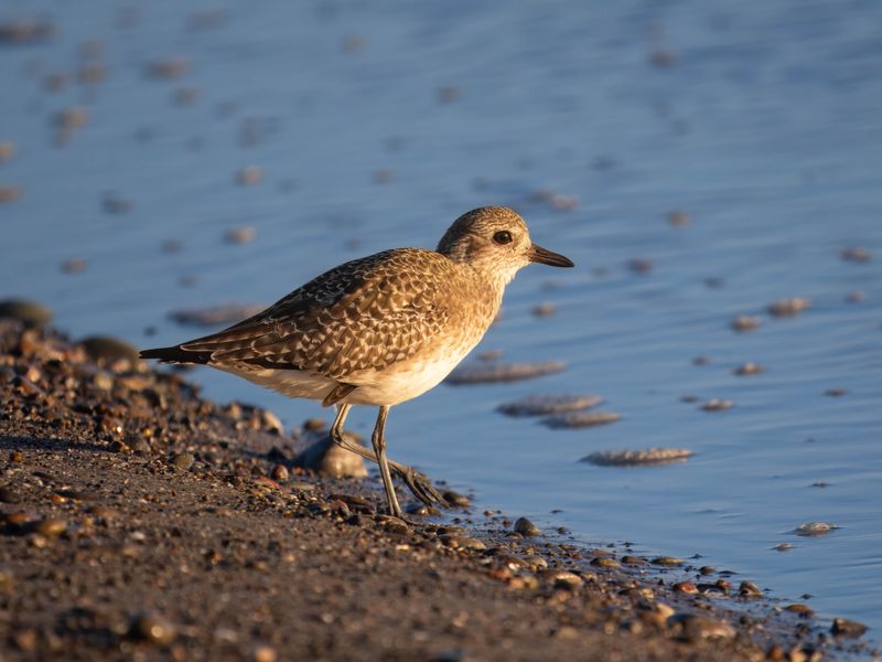 Black-bellied plover