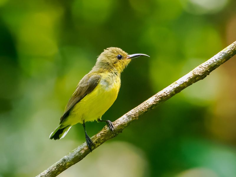 Olive-backed sunbird