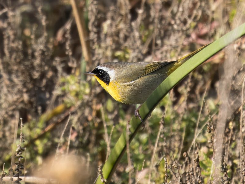 common yellowthroat