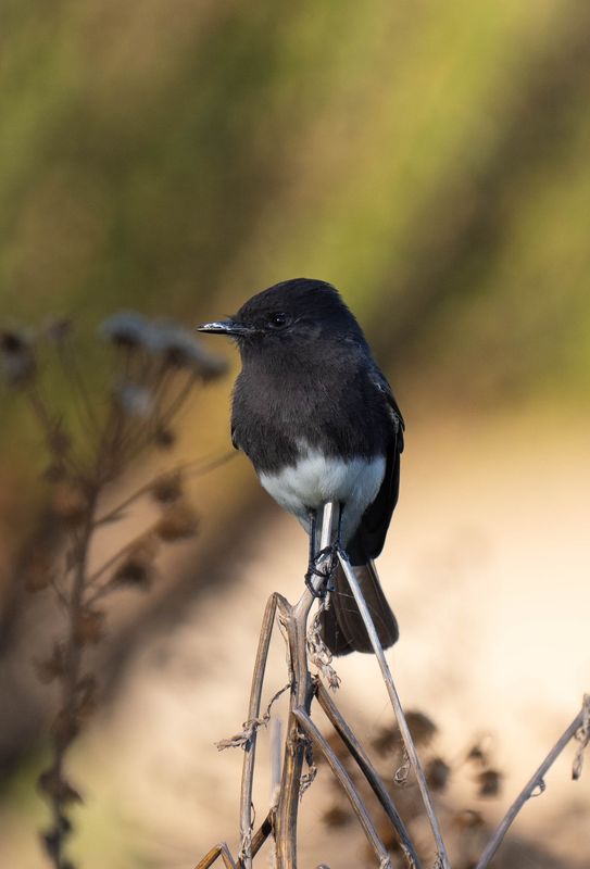 black phoebe